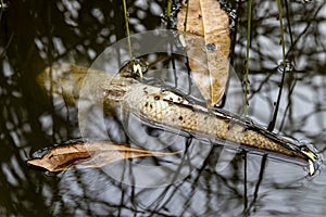 Dead fish in dirty water, pollution issue