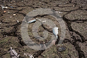 Dead fish, dry land, World Disaster, Cracked ground background