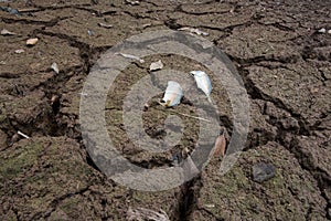 Dead fish, dry land, World Disaster, Cracked ground background