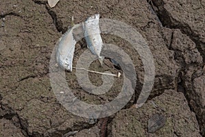 Dead fish, dry land, World Disaster, Cracked ground background
