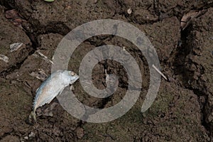 Dead fish, dry land, World Disaster, Cracked ground background