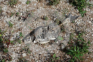Dead fish due to low water level at the floodplains of the river Waal