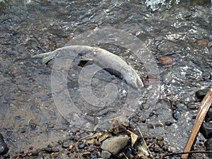 Dead fish Extraction of caviar. Spawning. Waste fish.