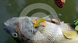 Dead fish and fallen leaves floating on planktonic algae water