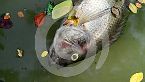 Dead fish and fallen leaves floating on planktonic algae water