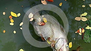 Dead fish and fallen leaves floating on planktonic algae water