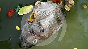 Dead fish and fallen leaves floating on planktonic algae water