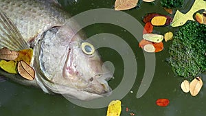 Dead fish and fallen leaves floating on planktonic algae water