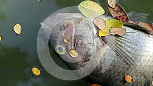 Dead fish and fallen leaves floating on planktonic algae water