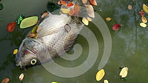 Dead fish and fallen leaves floating on planktonic algae water