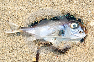 Dead fish with the flies