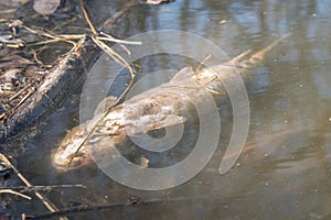 Dead fish float on surface of water in polluted lake or river