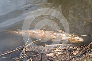 Dead fish float on surface of water in polluted lake or river