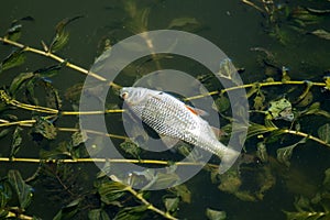 Dead fish float on the surface of the water among the river algae. Dead roach in the river
