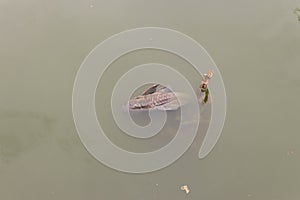 Dead fish float on waste water