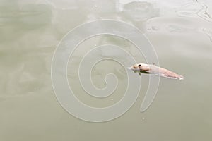 Dead fish float on waste water