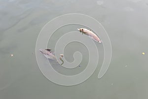 Dead fish float on waste water