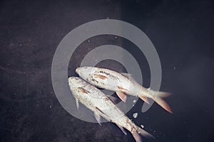 Dead fish floated with fly and plastic bottles and other trash in the dark water