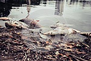 Dead fish floated with fly and plastic bottles and other trash in the dark water