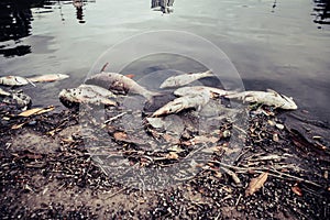 Dead fish floated with fly and plastic bottles and other trash in the dark water