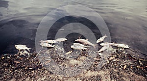 Dead fish floated with fly and plastic bottles and other trash in the dark water