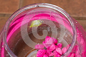 Dead fish floating in empty aquarium