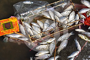 Dead fish floating in the Hai river Haihe in Tianjin, China