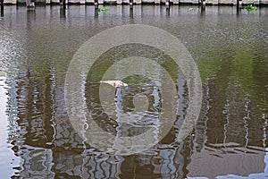 Dead fish floating on the river for the concept of water pollution