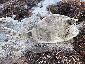 Dead fish on Florida Beach photo