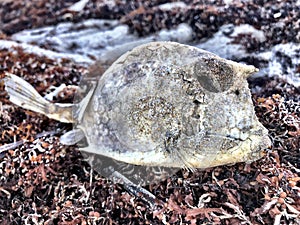 Dead fish on Florida Beach photo