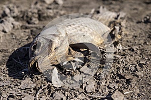 Dead fish with a fly crawling on it. Animal suffocated after water cut off to pond