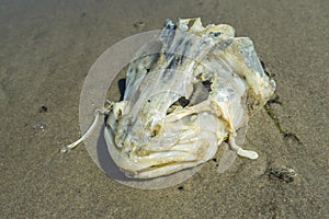 Dead fish head skeleton on the beach.