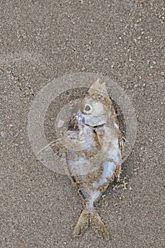 Dead fish lie on the beach