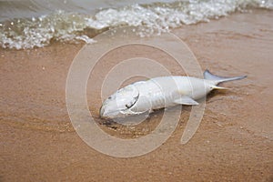 Dead fish lying on the beach on the sand with sea waves