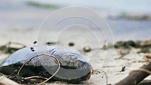 Dead fish lying on coast, environmental disaster, tragedy in ocean, ecology