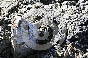 Dead fish mired in pulverized fish bones