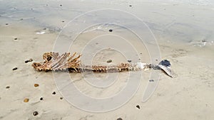 Dead fish at the northsea photo