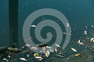 Dead fish and plastic bottles in waste water