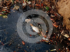 Dead fish Because Plastic garbage in  river , pollution and environment in the water