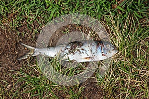Dead fish pn grass outdoor