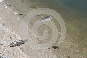 dead fish in the polluted Lake Karla, environmental pollution, climate change. Greece