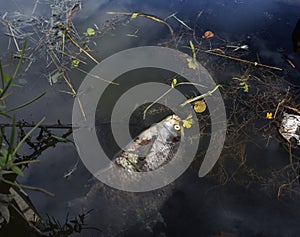 Dead Fish in Polluted River Water