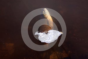 Dead fish polluted water dead freshwater fish polluted river