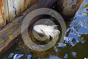 Dead fish in polluted water in the summer.