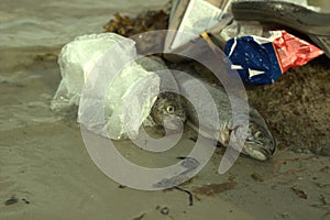 Dead fish pollution in ocean environmental klima change problem. plastic contaminate seafood