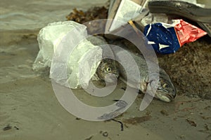 Dead fish pollution in ocean environmental klima change problem. plastic contaminate seafood photo