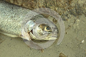 Dead fish pollution in ocean environmental problem. plastic contaminate seafood