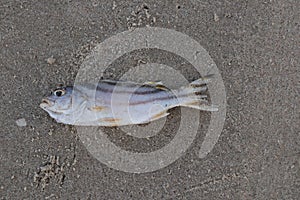 Dead fish lie on the beach