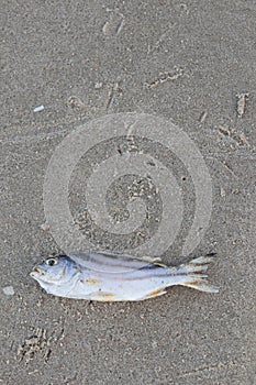 Dead fish lie on the beach