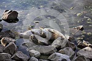 Dead fish on river bank